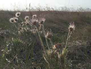 seedhead