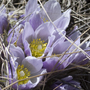 prairie crocus